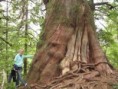 /album/photogallery/tofino-arbre-jpg1/